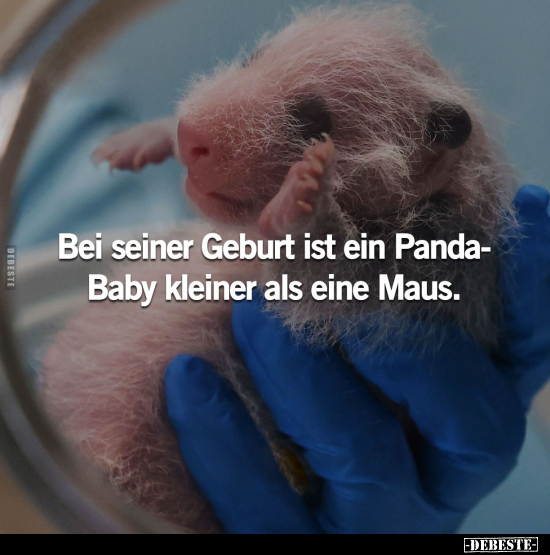 Bei seiner Geburt ist ein Panda-Baby kleiner als eine Maus.. - Lustige Bilder | DEBESTE.de