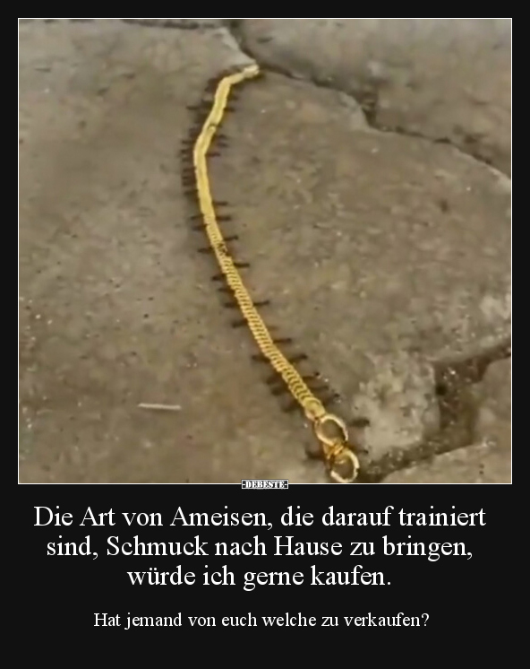 Die Art von Ameisen, die darauf trainiert sind, Schmuck.. - Lustige Bilder | DEBESTE.de