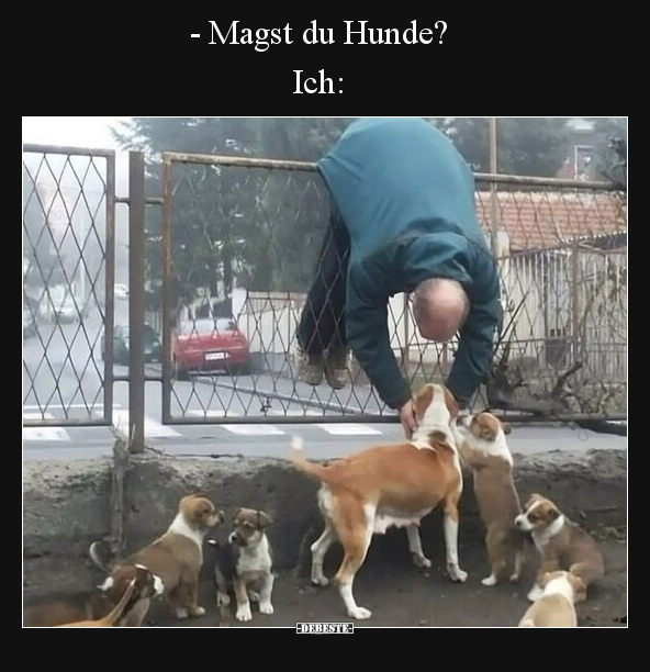 - Magst du Hunde? Ich: