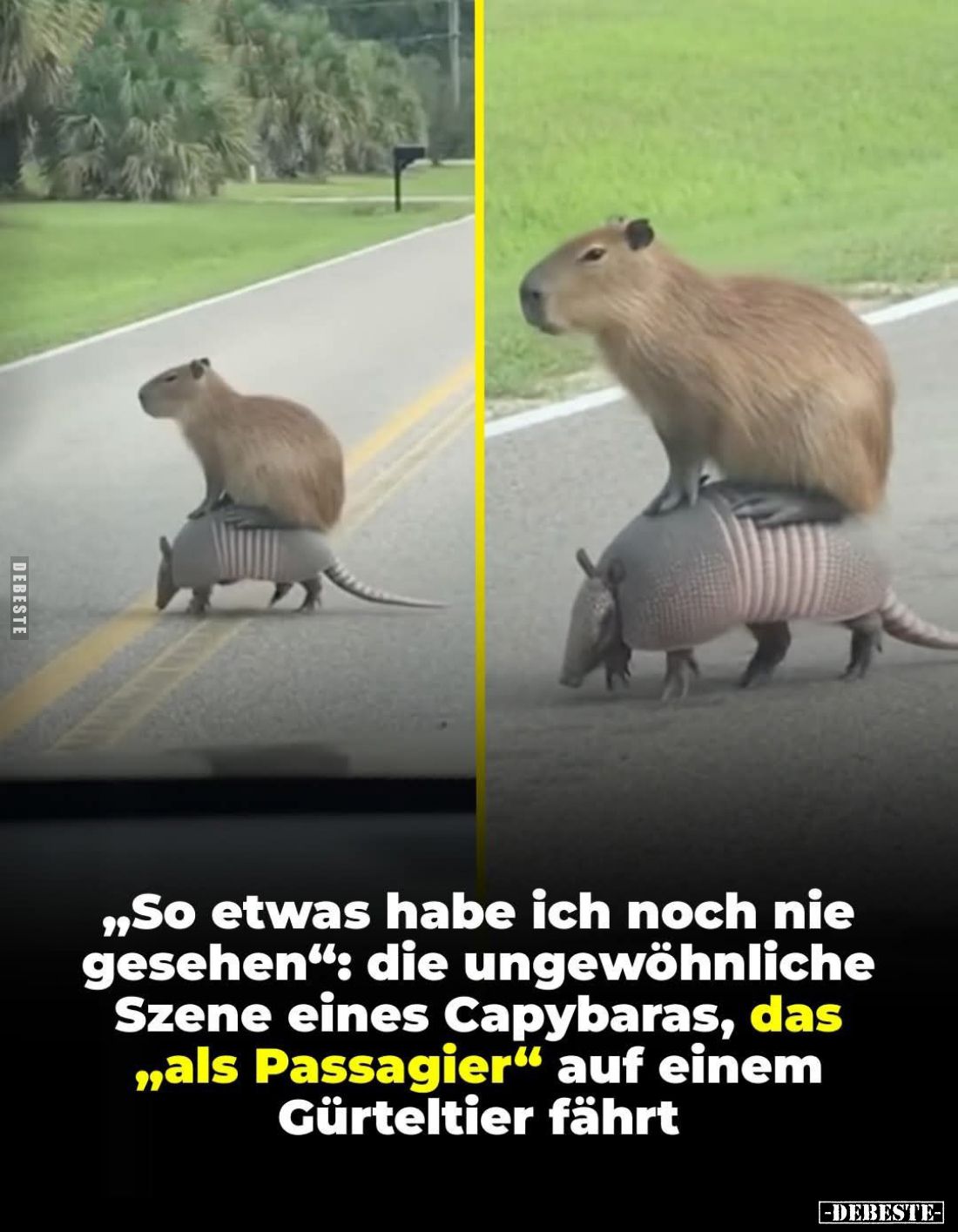 "So etwas habe ich noch nie gesehen": die ungewöhnliche Szene eines Capybaras, das "als Passagier" auf ei...