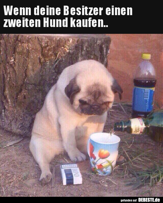 Wenn deine Besitzer einen zweiten Hund kaufen..