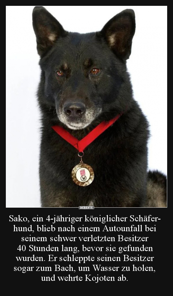 Sako, ein 4-jähriger königlicher Schäferhund, blieb nach..