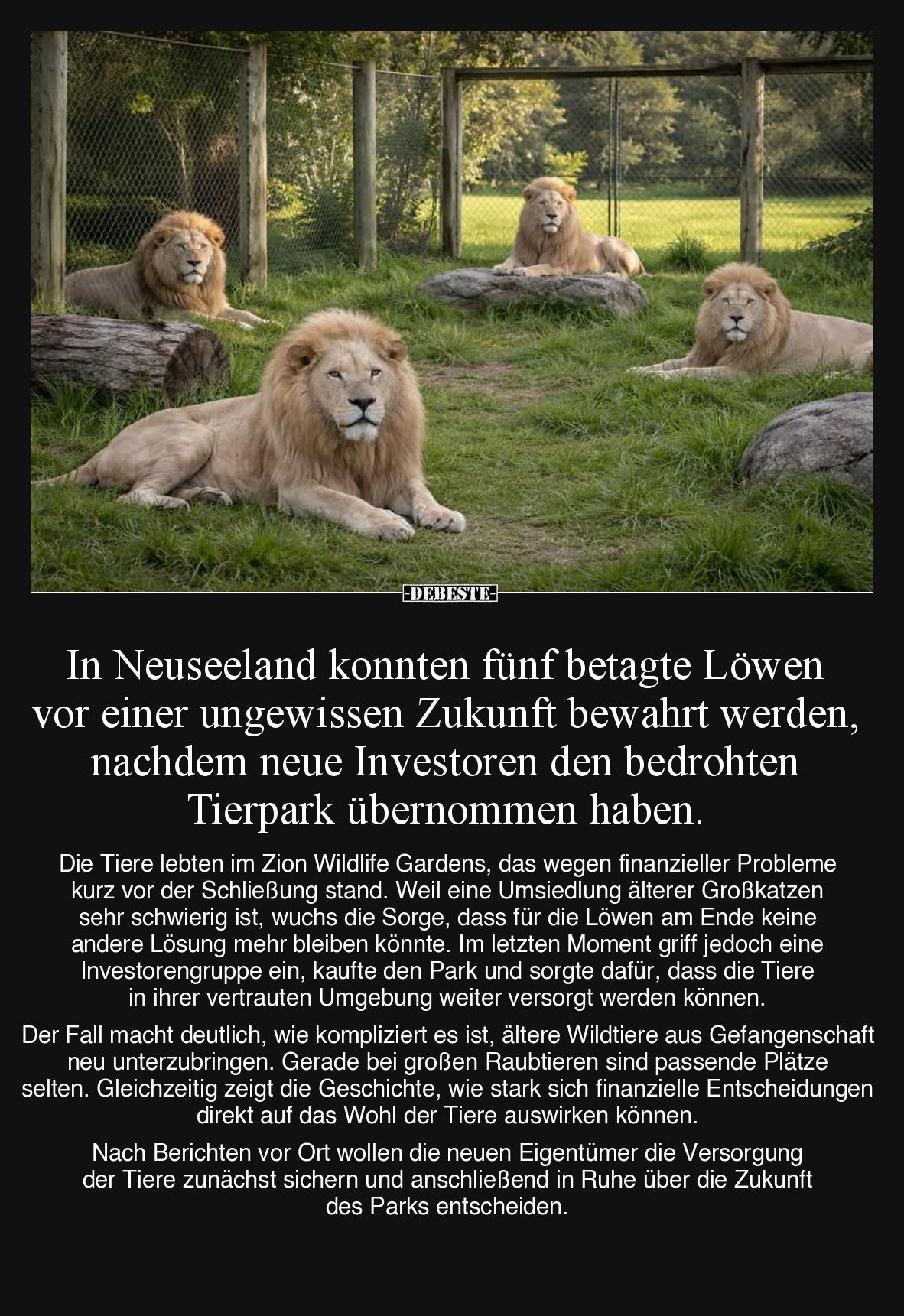 In Neuseeland konnten fünf betagte Löwen vor einer ungewissen Zukunft bewahrt werden, nachdem neue Investoren den bedrohten T...
