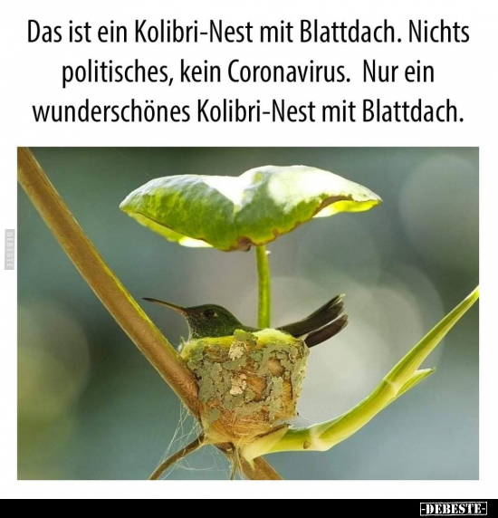 Das ist ein Kolibri-Nest mit Blattdach. Nichts politisches.. - Lustige Bilder | DEBESTE.de