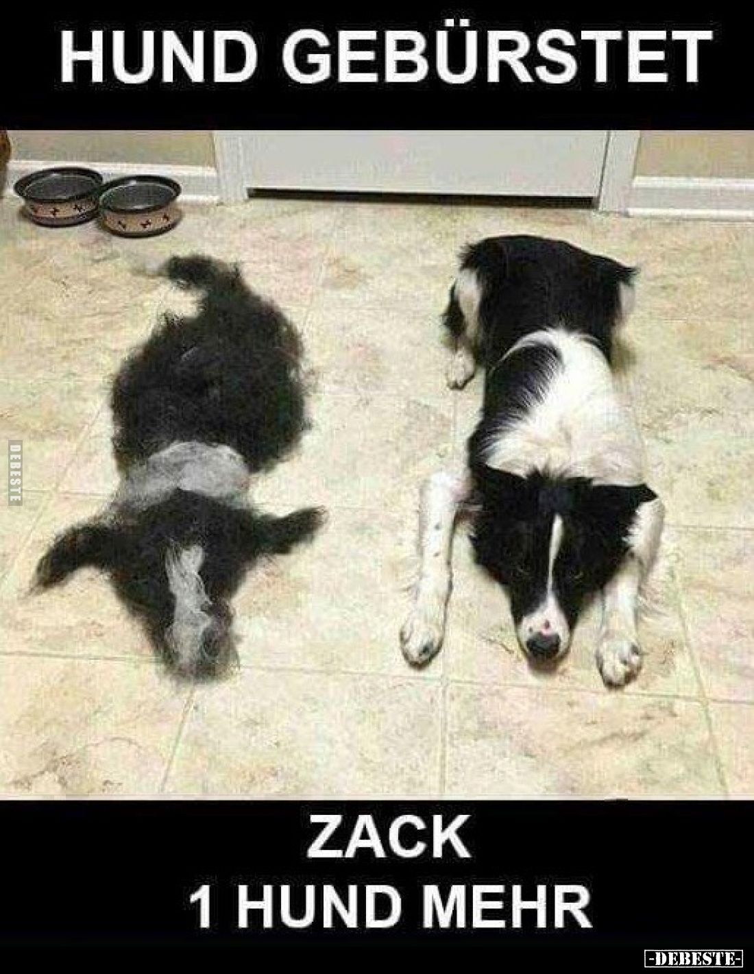 Hund gebürstet.. Zack 1 Hund mehr.