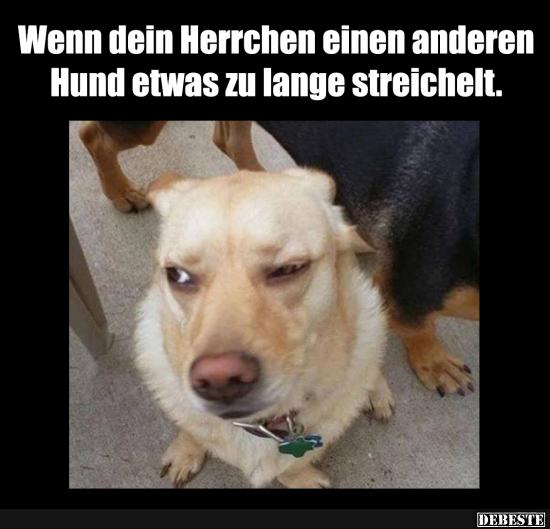 Wenn dein Herrchen einen anderen Hund etwas zu lange streichelt.. - Lustige Bilder | DEBESTE.de