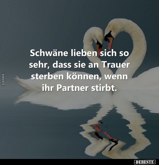 Schwäne lieben sich so sehr, dass sie an Trauer sterben.. - Lustige Bilder | DEBESTE.de