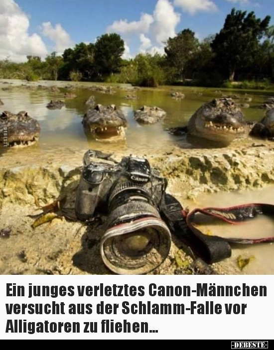 Ein junges verletztes Canon-Männchen versucht aus der.. - Lustige Bilder | DEBESTE.de