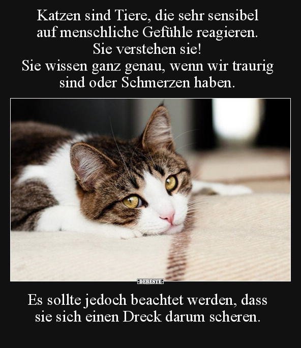 Katzen sind Tiere, die sehr sensibel auf menschliche.. - Lustige Bilder | DEBESTE.de