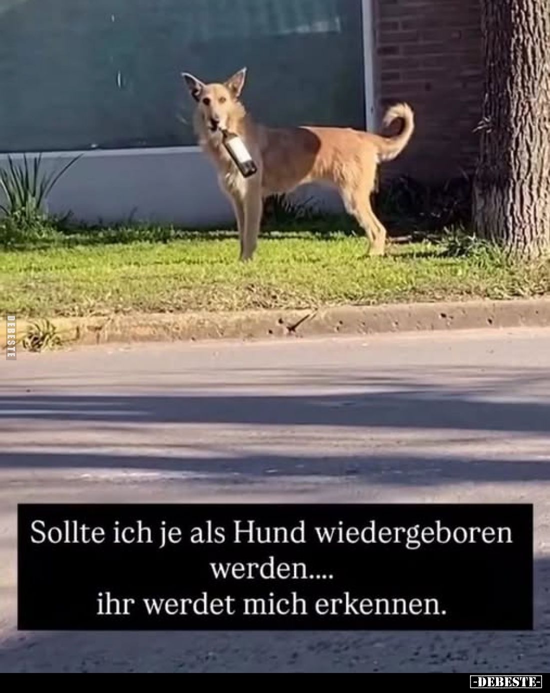 Sollte ich je als Hund wiedergeboren werden.... ihr werdet mich erkennen.