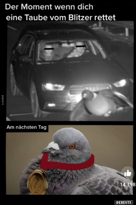 Der Moment wenn dich eine Taube vom Blitzer rettet.. - Lustige Bilder | DEBESTE.de