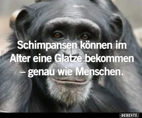 Schimpansen können im Alter eine Glatze bekommen.. - Lustige Bilder | DEBESTE.de