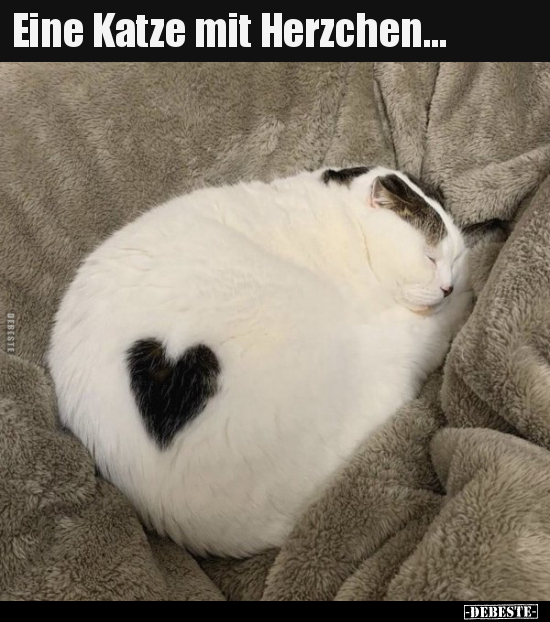 Eine Katze mit Herzchen... - Lustige Bilder | DEBESTE.de