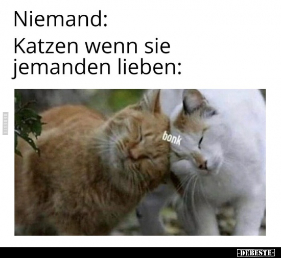 Katzen wenn sie jemanden lieben.. - Lustige Bilder | DEBESTE.de