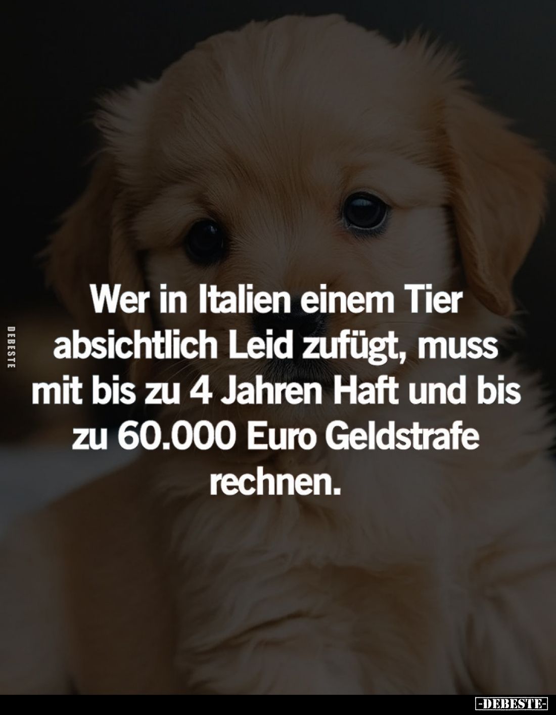 Wer in Italien einem Tier absichtlich Leid zufügt... - Lustige Bilder | DEBESTE.de