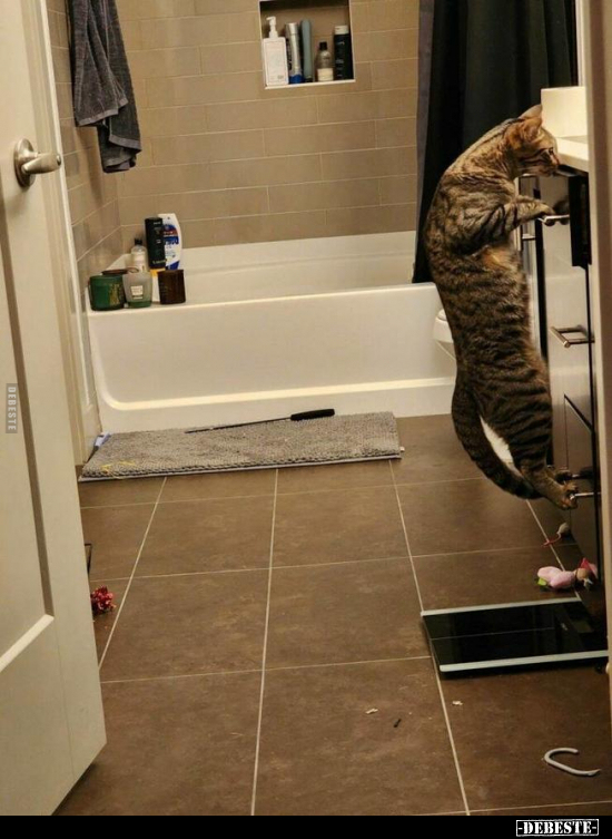  - Lustige Bilder | DEBESTE.de