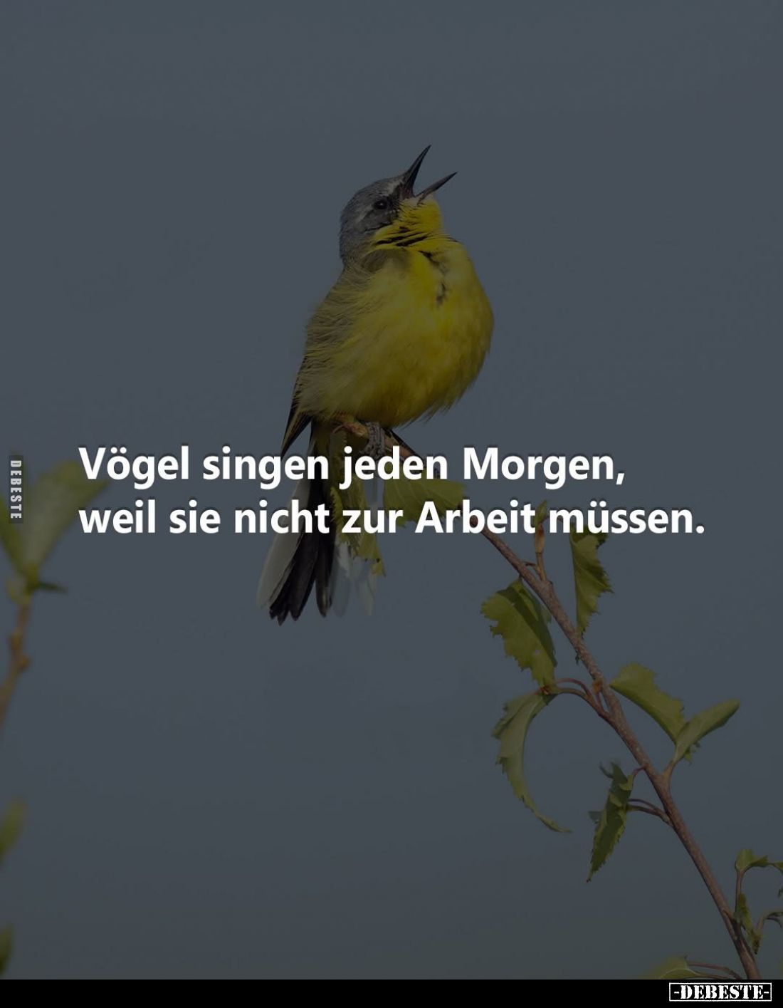 Vögel singen jeden Morgen, weil sie nicht zur Arbeit müssen.