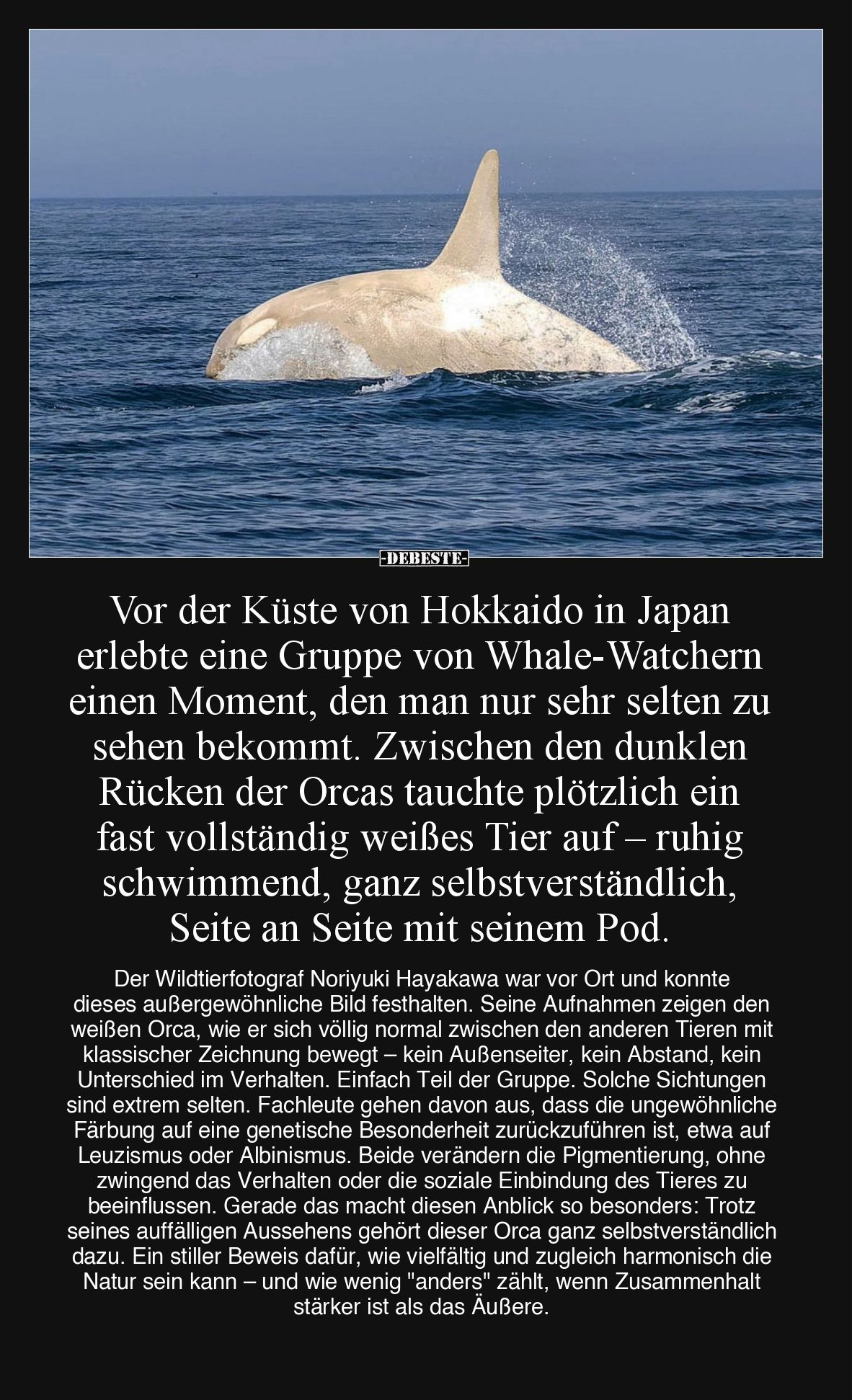 Vor der Küste von Hokkaido in Japan erlebte eine Gruppe von Whale-Watchern einen Moment, den man nur sehr selten zu sehen bek...
