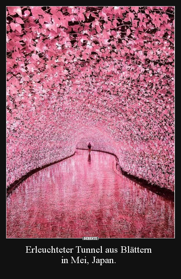 Erleuchteter Tunnel aus Blättern 
in Mei, Japan.