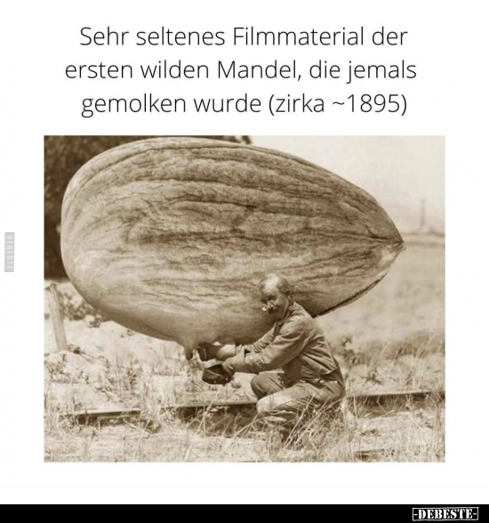 Sehr seltenes Filmmaterial der ersten wilden Mandel.. - Lustige Bilder | DEBESTE.de