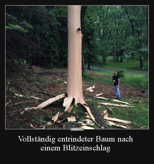Vollständig entrindeter Baum nach einem Blitzeinschlag.. - Lustige Bilder | DEBESTE.de