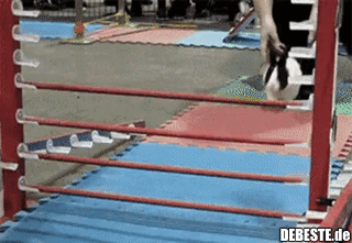 Gar nicht mal so doof..