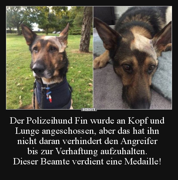 Der Polizeihund Fin wurde an Kopf und Lunge angeschossen.. - Lustige Bilder | DEBESTE.de