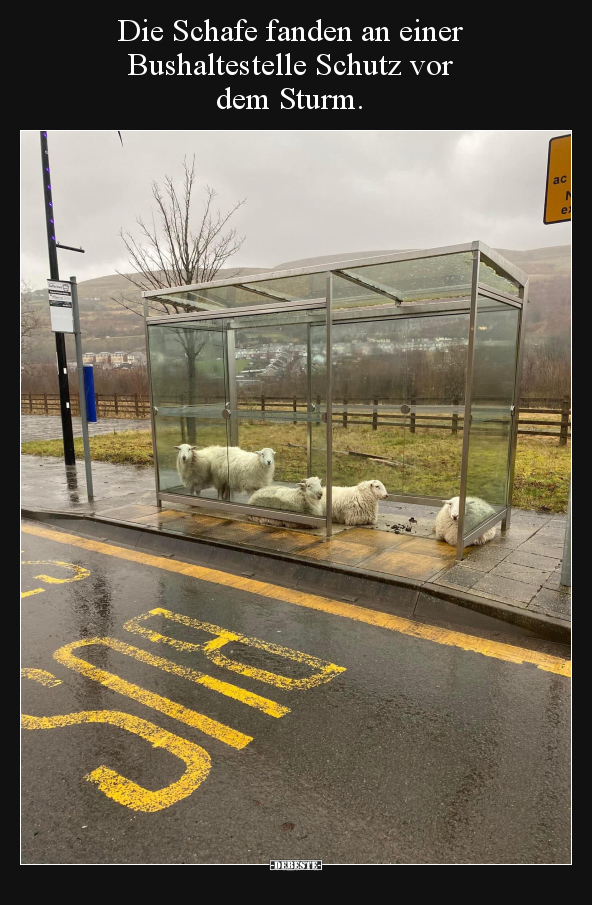 Die Schafe fanden an einer Bushaltestelle Schutz vor dem.. - Lustige Bilder | DEBESTE.de