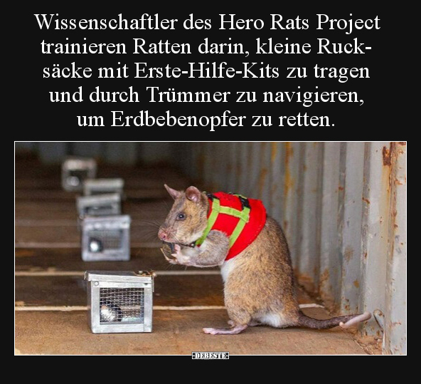 Wissenschaftler des Hero Rats Project trainieren Ratten.. - Lustige Bilder | DEBESTE.de