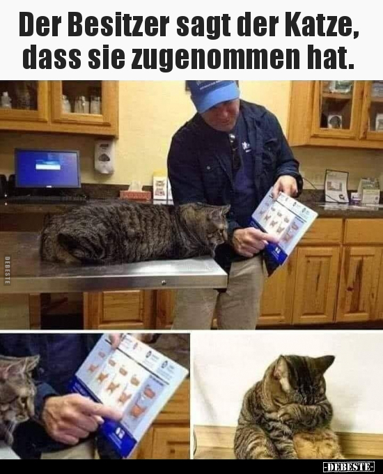 Der Besitzer sagt der Katze, dass sie zugenommen hat... - Lustige Bilder | DEBESTE.de