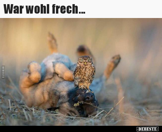 War wohl frech... - Lustige Bilder | DEBESTE.de