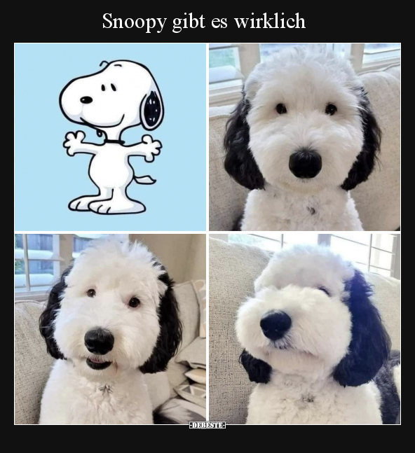 Snoopy gibt es wirklich.. - Lustige Bilder | DEBESTE.de