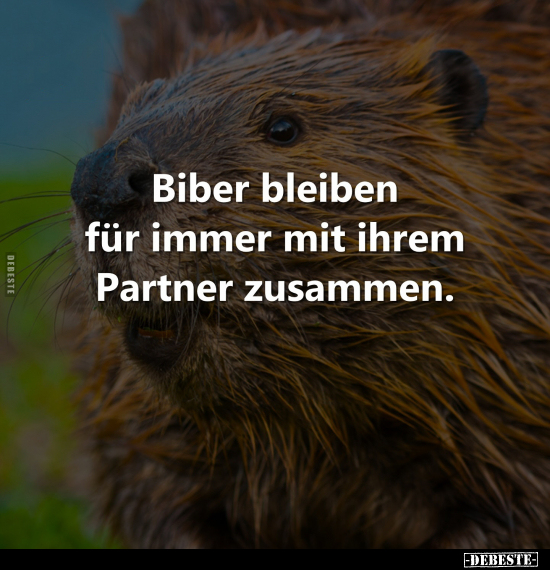 Biber bleiben für immer mit ihrem Partner zusammen... - Lustige Bilder | DEBESTE.de