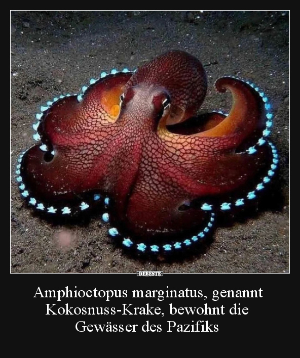 Amphioctopus marginatus, genannt Kokosnuss-Krake, bewohnt.. - Lustige Bilder | DEBESTE.de