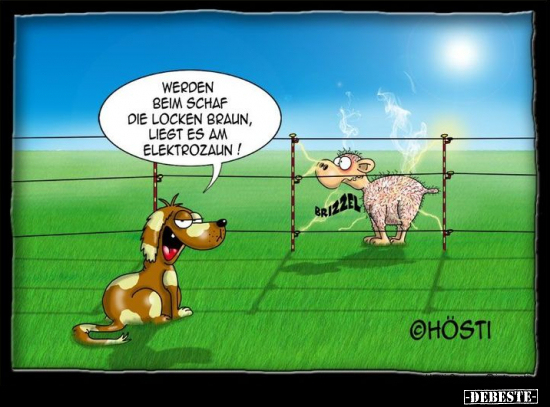 Werden beim Schaf die Locken braun, liegt es am.. - Lustige Bilder | DEBESTE.de