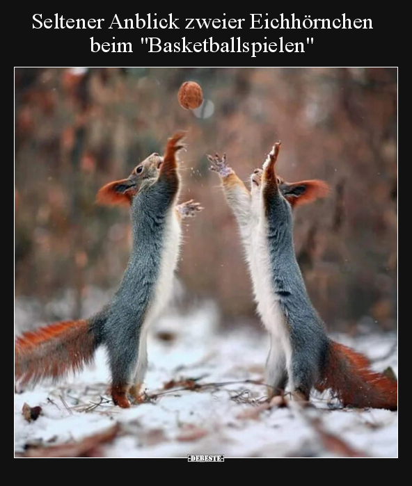 Seltener Anblick zweier Eichhörnchen beim.. - Lustige Bilder | DEBESTE.de