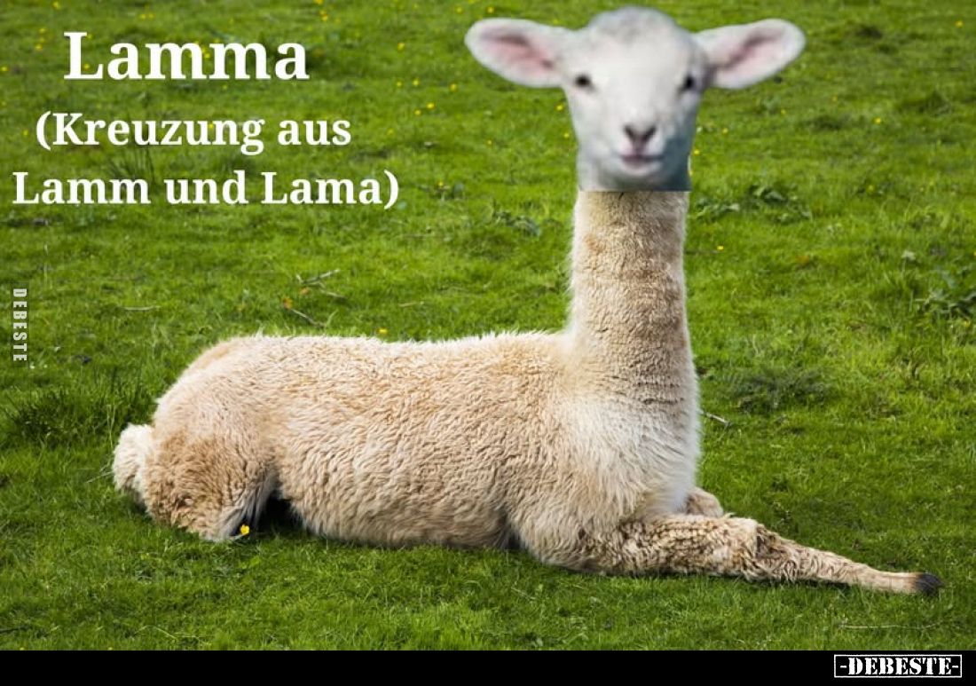 Lamma
(Kreuzung aus Lamm und Lama).