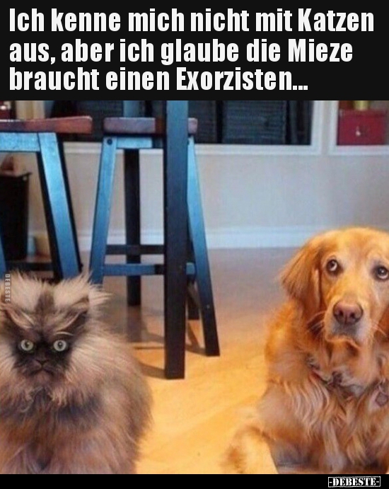 Ich kenne mich nicht mit Katzen aus, aber ich glaube die.. - Lustige Bilder | DEBESTE.de