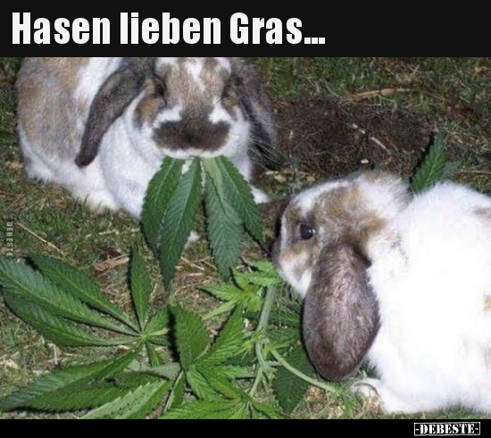 Hasen lieben Gras... - Lustige Bilder | DEBESTE.de