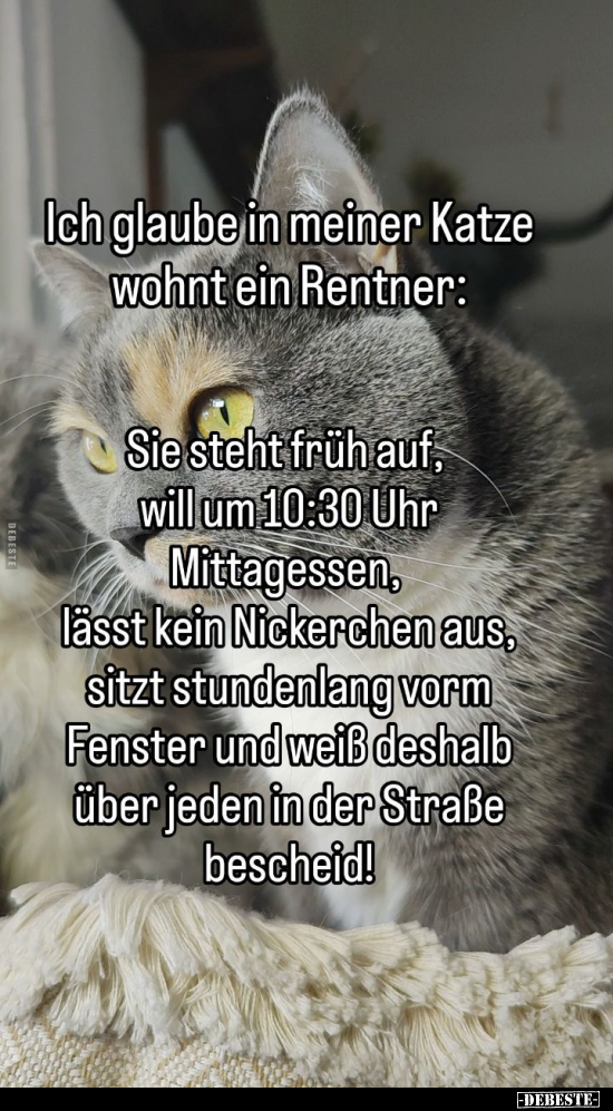 Ich glaube in meiner Katze wohnt ein Rentner:.. - Lustige Bilder | DEBESTE.de