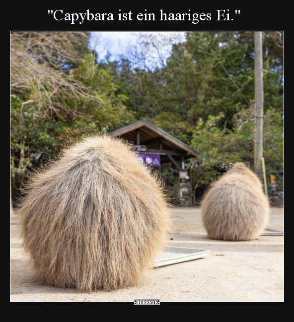 "Capybara ist ein haariges Ei.".. - Lustige Bilder | DEBESTE.de