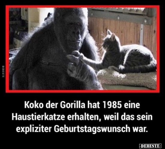 Koko der Gorilla hat 1985 eine Haustierkatze erhalten, weil.. - Lustige Bilder | DEBESTE.de
