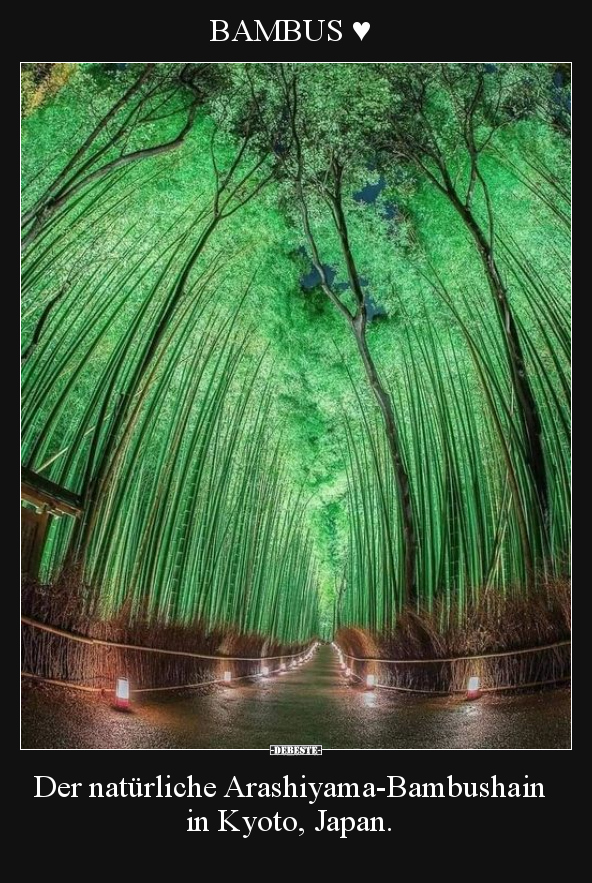 BAMBUS ♥ Der natürliche Arashiyama-Bambushain in Kyoto.. - Lustige Bilder | DEBESTE.de