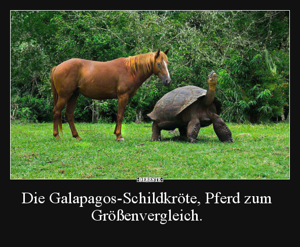 Die Galapagos-Schildkröte, Pferd zum Größenvergleich... - Lustige Bilder | DEBESTE.de