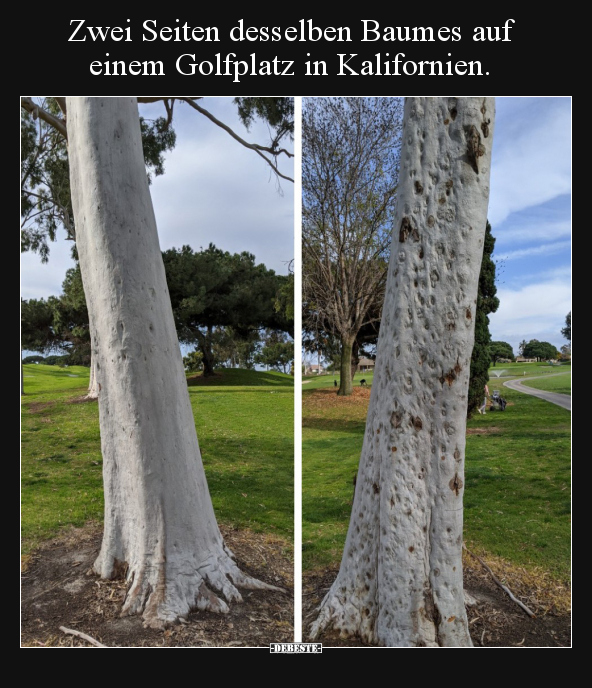 Zwei Seiten desselben Baumes auf einem Golfplatz in.. - Lustige Bilder | DEBESTE.de