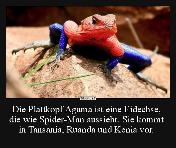 Die Plattkopf Agama ist eine Eidechse, die wie Spider-Man.. - Lustige Bilder | DEBESTE.de