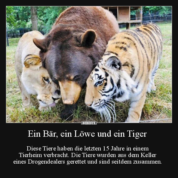 Ein Bär, ein Löwe und ein Tiger.. - Lustige Bilder | DEBESTE.de