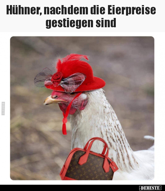 Hühner, nachdem die Eierpreise gestiegen sind.. - Lustige Bilder | DEBESTE.de