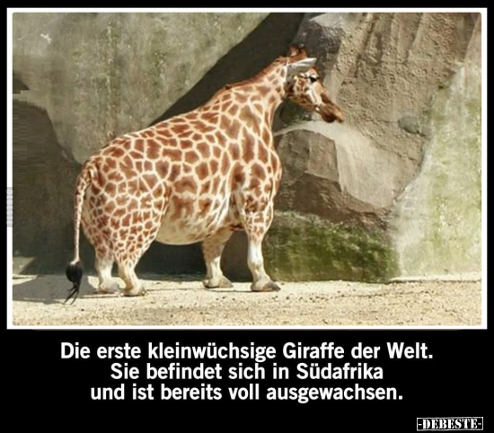 Die erste kleinwüchsige Giraffe der Welt. Sie befindet sich.. - Lustige Bilder | DEBESTE.de