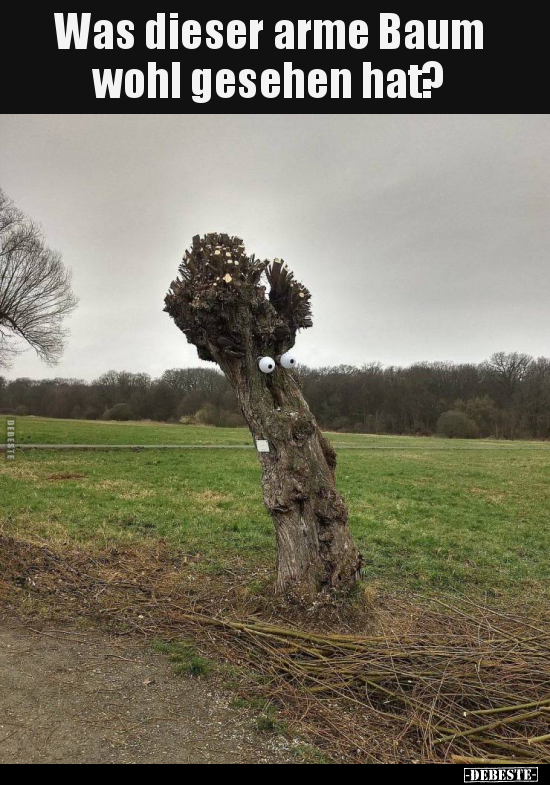 Was dieser arme Baum wohl gesehen hat?.. - Lustige Bilder | DEBESTE.de